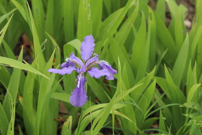 Close-up of purple flowers blooming outdoors