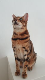 Close-up of cat sitting against wall