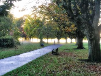 Trees in park