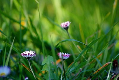 Close-up of pink flowers