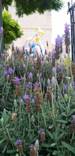 Close-up of purple flowering plants on field