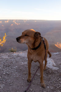 Dog looking away