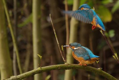 Close-up of bird perching on branch