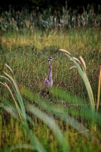 View of birds on land