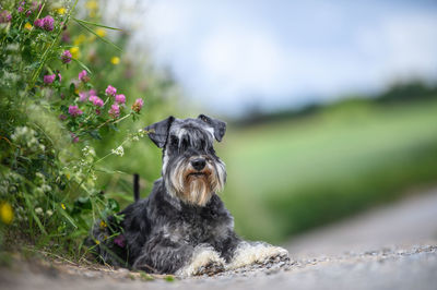 Dog on street with flowers