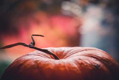 Close-up of an isolated pumpkin. gorgeous colorful blurred background