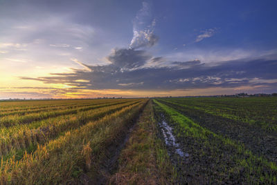 Scenic view of agricultural field against cloudy sky