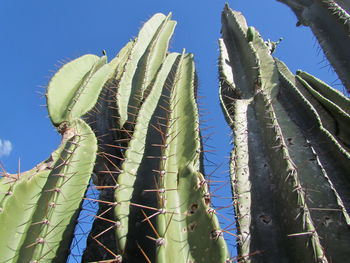 Low angle view of cactus