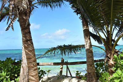 Palm trees by sea against sky