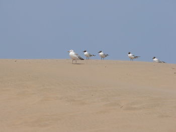 Birds on beach against sky