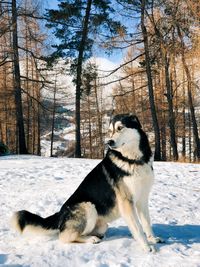 Dog on snow covered land