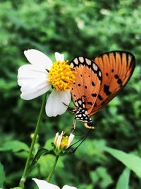 Close-up of butterfly pollinating on flower