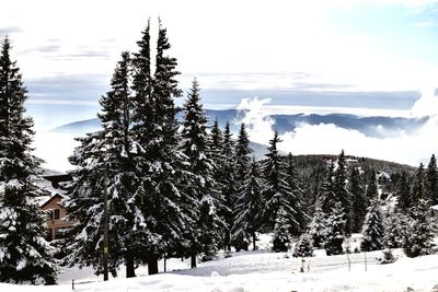 Trees on snow covered landscape against sky