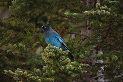 Bird perching on a tree