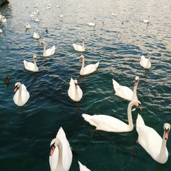 High angle view of swans swimming in lake