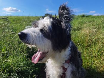 Close-up of a dog looking away on field