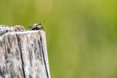 Close-up of ant on wall