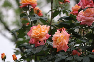 Close-up of pink flowering plants