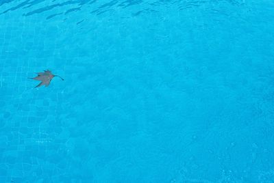 Jellyfish swimming in sea