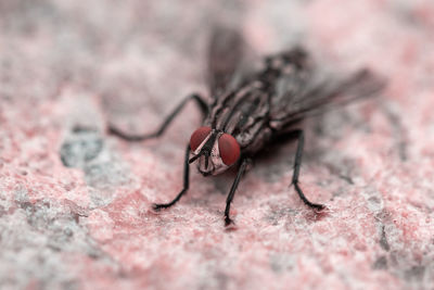 Close-up of housefly