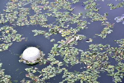 High angle view of shells on lake