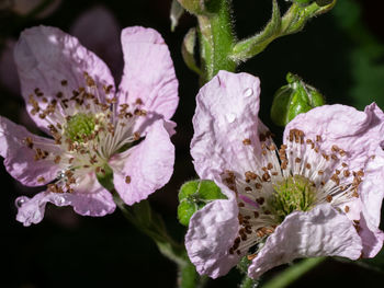 Close-up of purple flowering plant