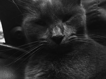 Close-up of cat