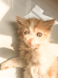 Close-up portrait of kitten