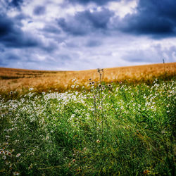Scenic view of field against sky