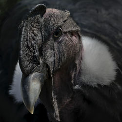 Close-up portrait of owl
