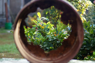 Close-up of potted plant