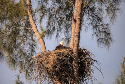 Low angle view of birds on tree against sky