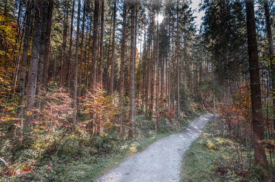 Road amidst trees in forest