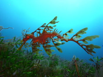 View of fishes swimming in sea