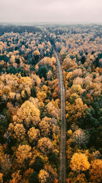 High angle view of trees in forest against sky