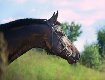 Close-up of horse on field against sky