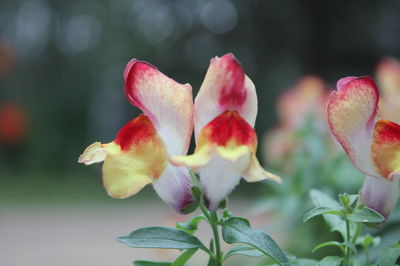 Close-up of pink flowers