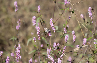 Close-up of pink flowering plant