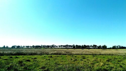 Trees on grassy field against clear sky