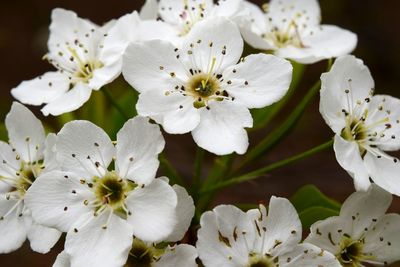 Close-up of white flowers