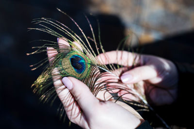 Close-up of woman hands holding peacock feather outdoors