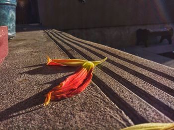 Close-up of red flower