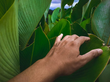 The left hand of a man holding a broad green leaf during the day in a park