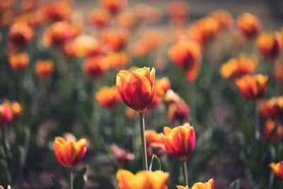 Close-up of yellow flowers blooming on field