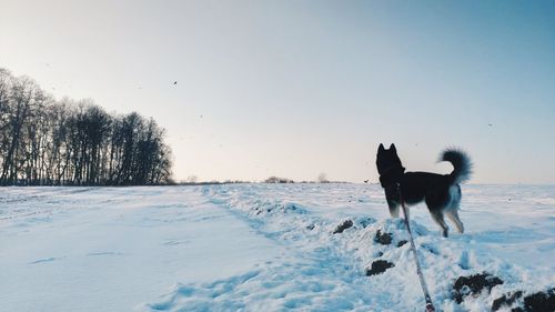 Dog standing on snow covered land