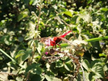 Close-up of insect on plant