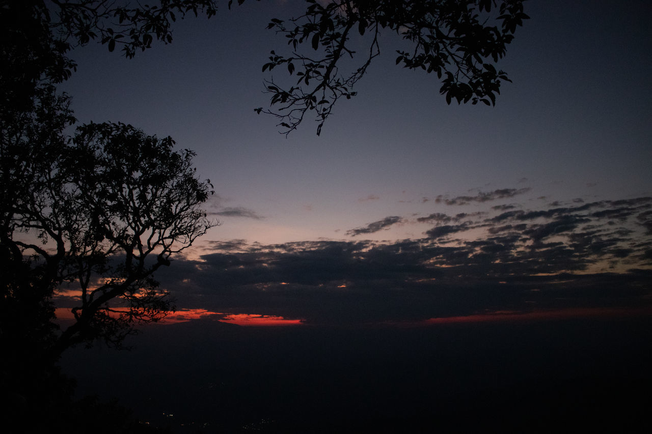 LOW ANGLE VIEW OF SILHOUETTE TREES AGAINST DRAMATIC SKY