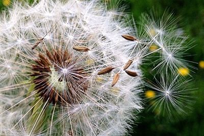 Close-up of dandelion