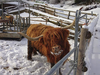 View of a horse on snow covered field