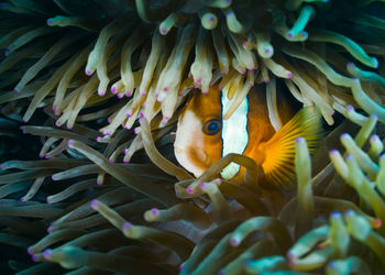 Close-up of fish swimming in sea